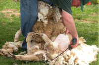 Sheep_Shearing_3